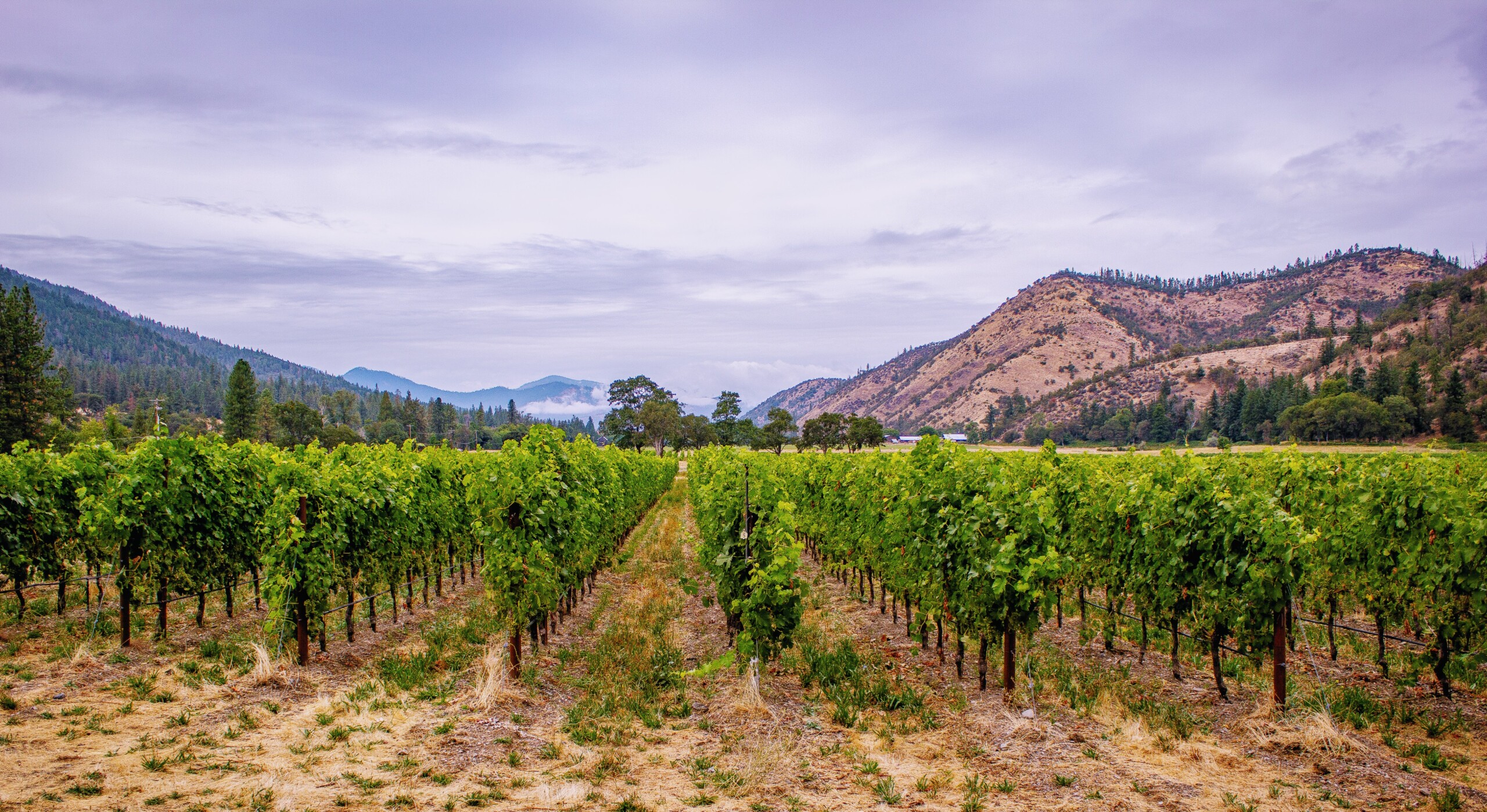 Cowhorn Vineyard & Gardens